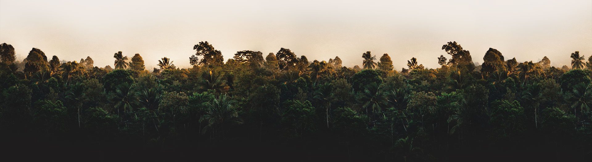 separador-selva